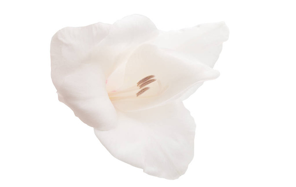 Gladiolenblüten isoliert auf weißem Hintergrund - Foto, Bild