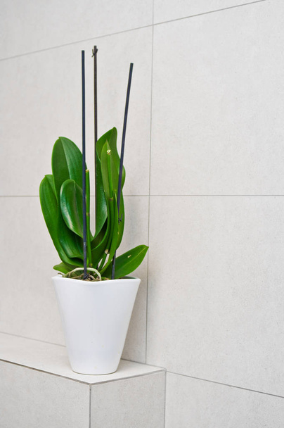 Salle de bains plante pot décoration debout sur l'étagère de tuiles dans la zone des toilettes. Feuilles d'orchidées
. - Photo, image