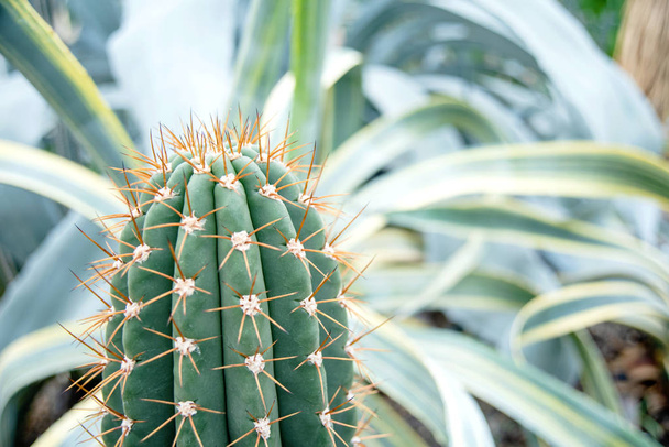 Cactus Family, close-up cactus. texture background, close up. Selective focus - Foto, Bild