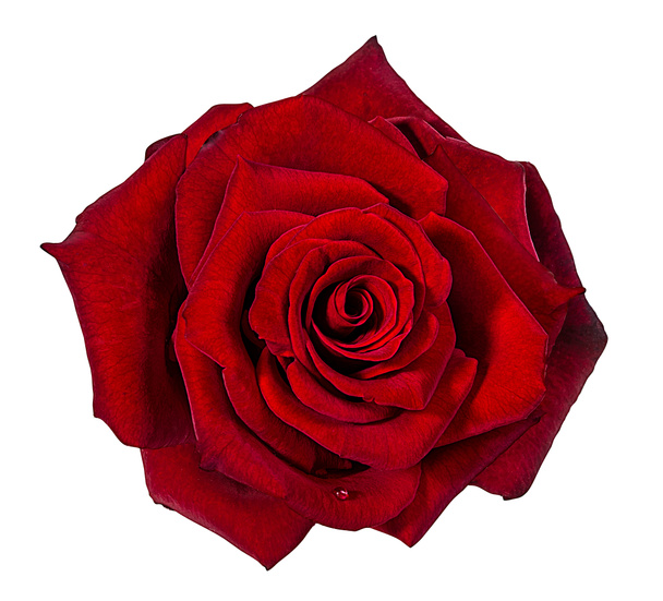 rosa isolado no fundo branco - Foto, Imagem