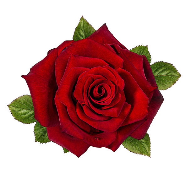 rosa aislada sobre fondo blanco - Foto, Imagen
