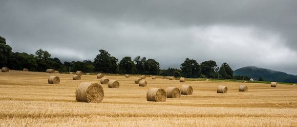 Большой круглый тюк соломы на поле - Шотландия
 - Фото, изображение