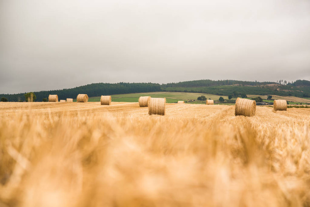 Gran paca redonda de paja en el campo - Escocia
 - Foto, imagen