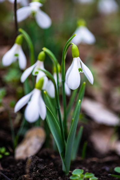 Λευκό λευκόιο λουλούδια σε ένα δάσος ως μια κάρτα χρόνου άνοιξη - Φωτογραφία, εικόνα