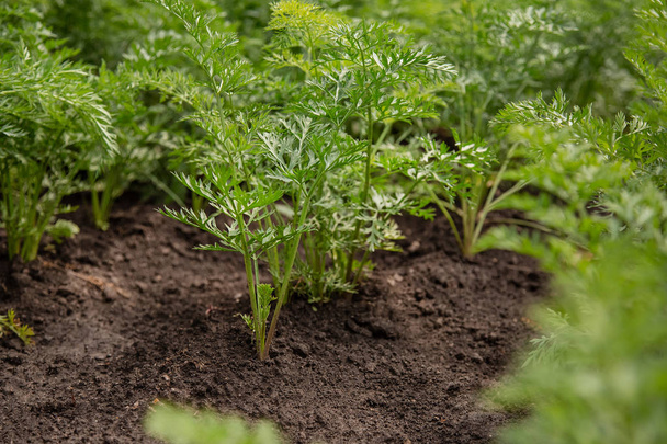 Fiatal sárgarépa kelbimbó nő egy kerti ágyban. A gazdaságban egyre bio zöldség. - Fotó, kép