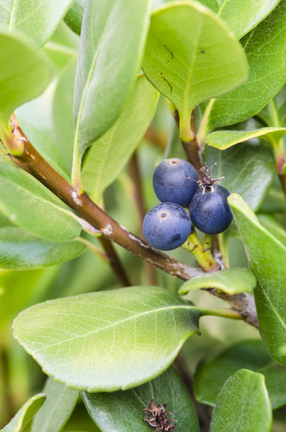 lush green leaves and blue berries - Photo, Image