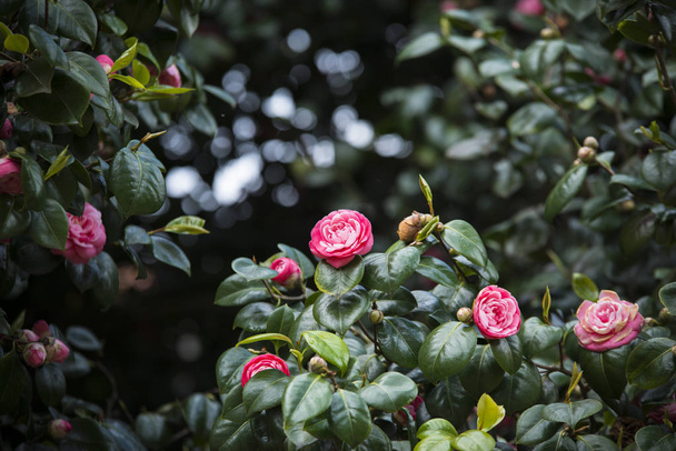 Nahaufnahme von Büschen mit blühenden rosa Rosen - Foto, Bild