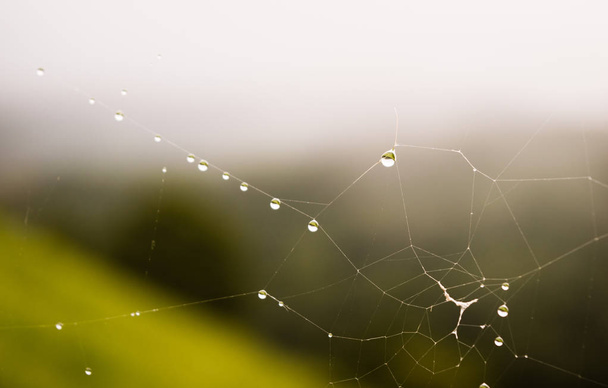 Gocce di ragnatele ricoperte di rugiada nell'erba all'alba con nebbia sullo sfondo. Ponga, Asturie, Spian, Europa
. - Foto, immagini