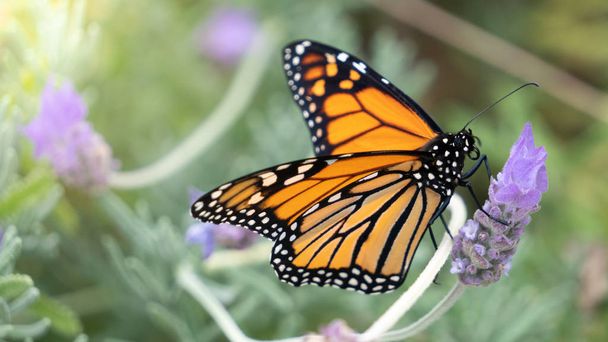 Macro of Monarch Butterfly Feeding on Lavender Nectar Horizontal with Selective Focus - Photo, Image