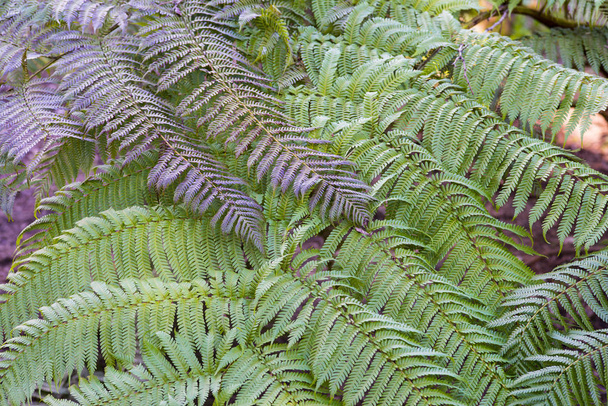 close up shot of fern leaves - Photo, Image
