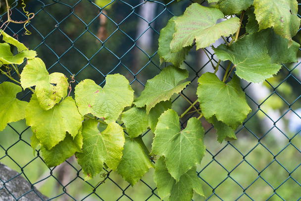 lush green leaves growing through grid fence - Фото, изображение
