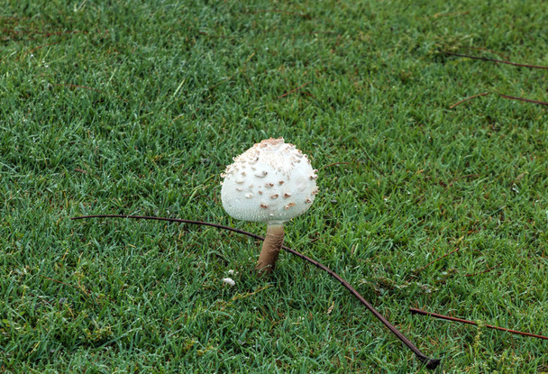 Шахматный гриб-зонтик Chlorophyllum rhacodes растет на зеленом гре
 - Фото, изображение