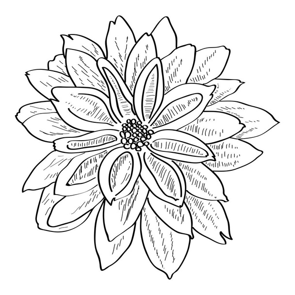 Isolated sketch of a flower - Vecteur, image