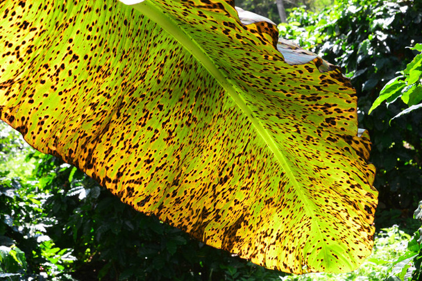 enfermedad de las plantas en una hoja de plátano
 - Foto, imagen