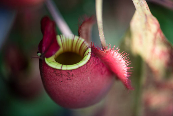 Крупный план Nepenthes также называют тропических кувшинов растений или обезьяны чашки в саду растений опасное растение для насекомых
. - Фото, изображение