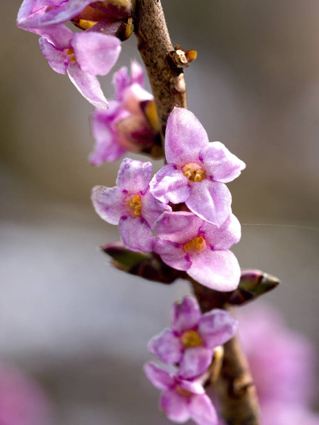 Цветущий Вавжинек, Вильчейко (Daphne mezereum L.) в широколиственных лесах
 - Фото, изображение