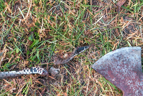 Ένας άνθρωπος που υπερασπίζεται τον εαυτό του σκότωσε ένα φίδι - Φωτογραφία, εικόνα