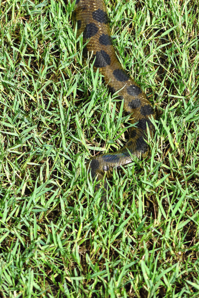 Green anaconda (Eunectes murinus). Las Pampas de Yacuma National Park, Amazon, Bolivia - Photo, Image