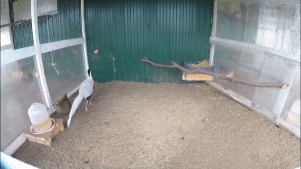 Krasnousolsk, Russia - July 2, 2014: Silver Pheasant in a pen on a small farm in a cage - Filmati, video
