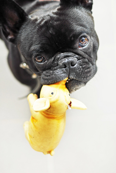 Porträt einer reinrassigen Welpen Französische Bulldogge - Foto, Bild