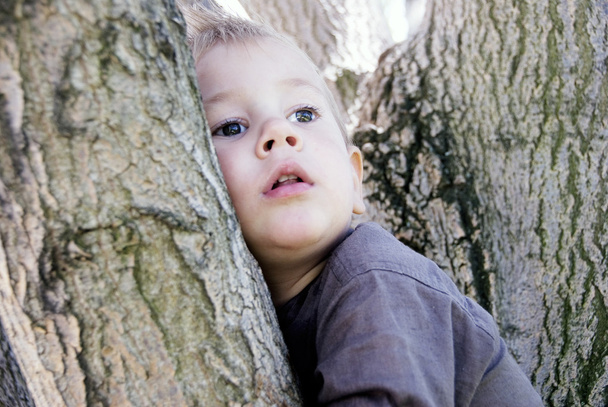 Little boy on tree - Фото, изображение