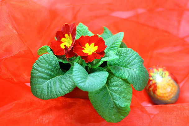 Flor vermelha e ovo de Páscoa
 - Foto, Imagem