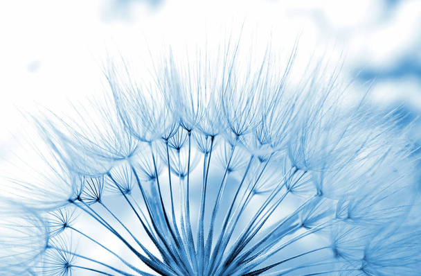 Blue pastel background. Blue abstract dandelion flower texture background. Soft focus. - Photo, Image