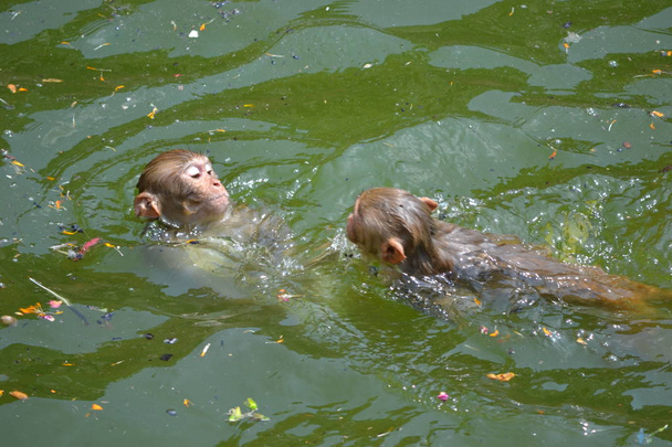 Twee aapjes zwemmen in water - Foto, afbeelding