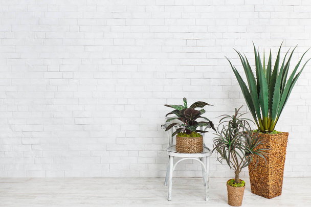 Aloe e outras plantas perto da cadeira sobre a parede de tijolo
 - Foto, Imagem