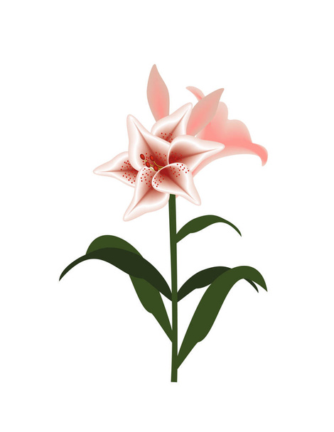 Lily sobre fondo blanco
 - Vector, imagen