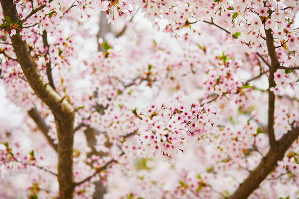 Cherry blossom season at spring. Beautiful tree in full bloom - Foto, Imagem