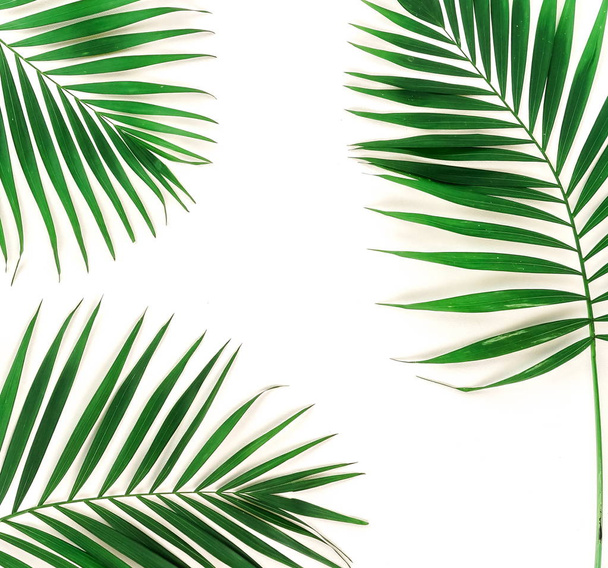 palm green leaves on white background - Фото, изображение