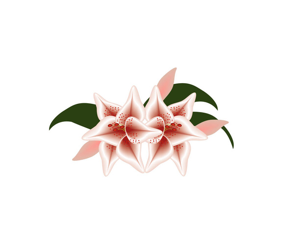 Lily op witte achtergrond - Vector, afbeelding