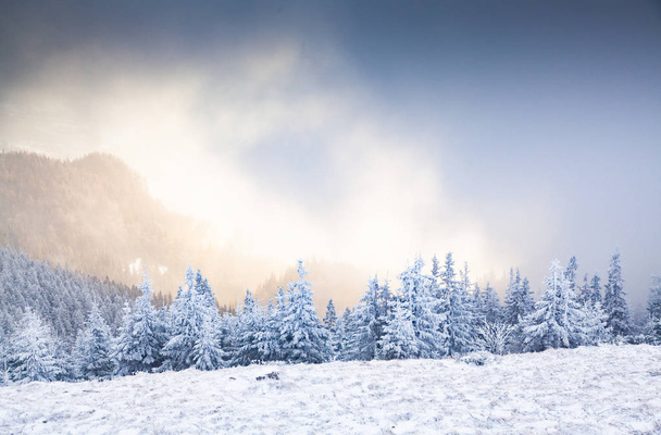 winter landscape with snowy fir trees in the mountains - Fotoğraf, Görsel