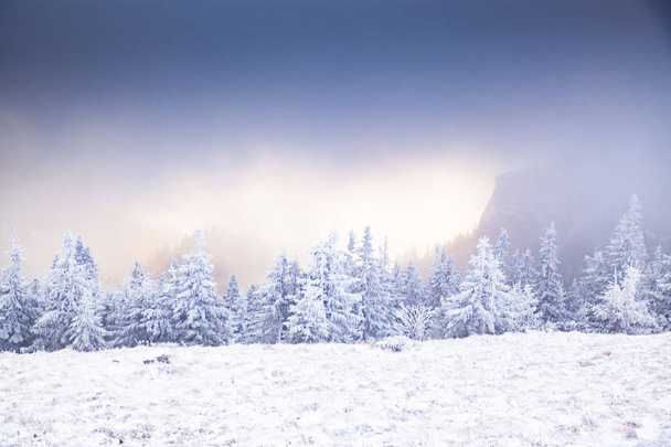 зимовий пейзаж зі засніженими ялиновими деревами в горах
 - Фото, зображення