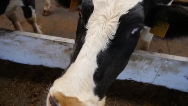 Cows in the barn eat hay - Filmati, video