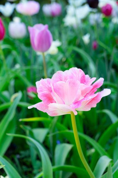 Tulips garden flowerbed - Fotoğraf, Görsel