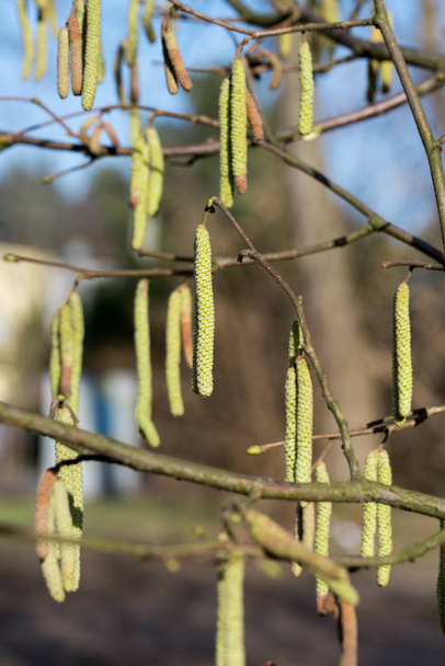 avellana catkins en ramita en día soleado principios de primavera
 - Foto, imagen