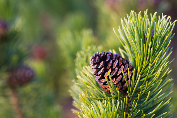 pinheiro de montanha com cones closeup
 - Foto, Imagem