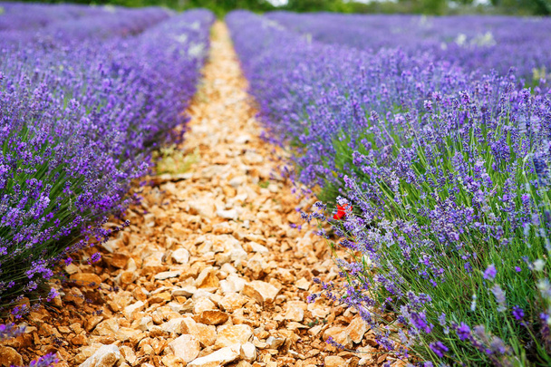 Άνθηση lavender τους τομείς στην Προβηγκία, Γαλλία. Σε ηλιόλουστη μέρα του καλοκαιριού - Φωτογραφία, εικόνα