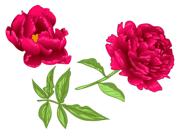 Vector Red Peony flor botânica floral. Tinta vermelha e verde gravada arte. Isolado peônia ilustração elemento
. - Vetor, Imagem