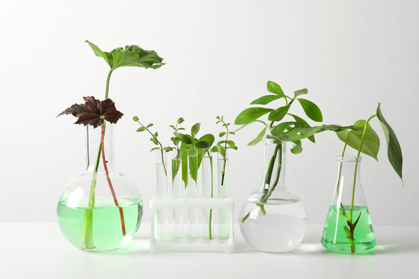 Laboratory glassware with plants on white background. Chemistry concept - Фото, изображение