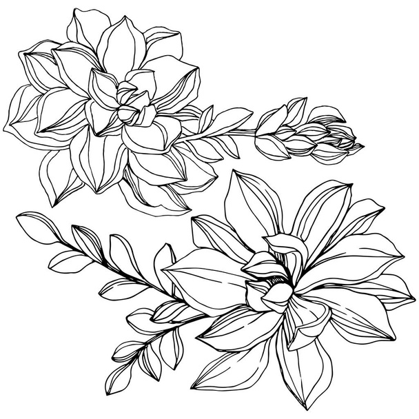 Vector Selva botânica flor suculenta. Tinta gravada a preto e branco. Isolado suculentas ilustração elemento
. - Vetor, Imagem