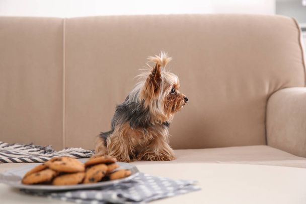 Yorkshire terrier on sofa near plate with cookies indoors. Happy dog - Fotó, kép