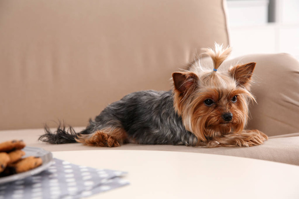 Yorkshire terrier on sofa indoors. Happy dog - Photo, image
