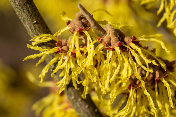 Hazel Hybride μάγισσα (Hamamelis intermedia), χρώματα της άνοιξης - Φωτογραφία, εικόνα