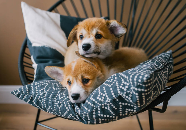 Cute puppies of Welsh Corgi Pembroke lie on pillow in home interior. Cute puppies poses for the camera. Closeup photo - Photo, Image