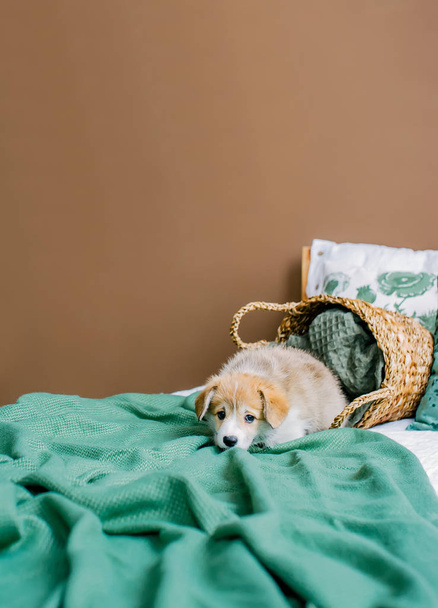 Грустный щенок лежит на кровати в домашней спальне. Вертикальное фото
 - Фото, изображение