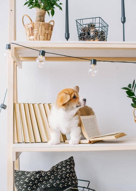 Lindo perrito de Pembroke Corgi galés en el estante con libros. Foto vertical
 - Foto, Imagen