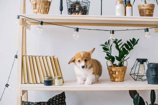 Puppy with amusing ears play on bookshelf. Horizontal photo - Valokuva, kuva